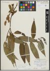 Foto von Salix alba L. x Salix fragilis L.